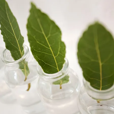 Calme Boutique - Adults Only Driósz