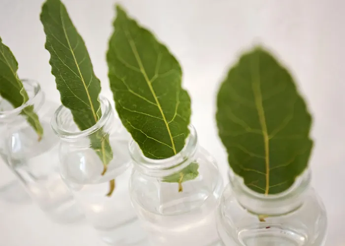 Calme Boutique - Adults Only Drios